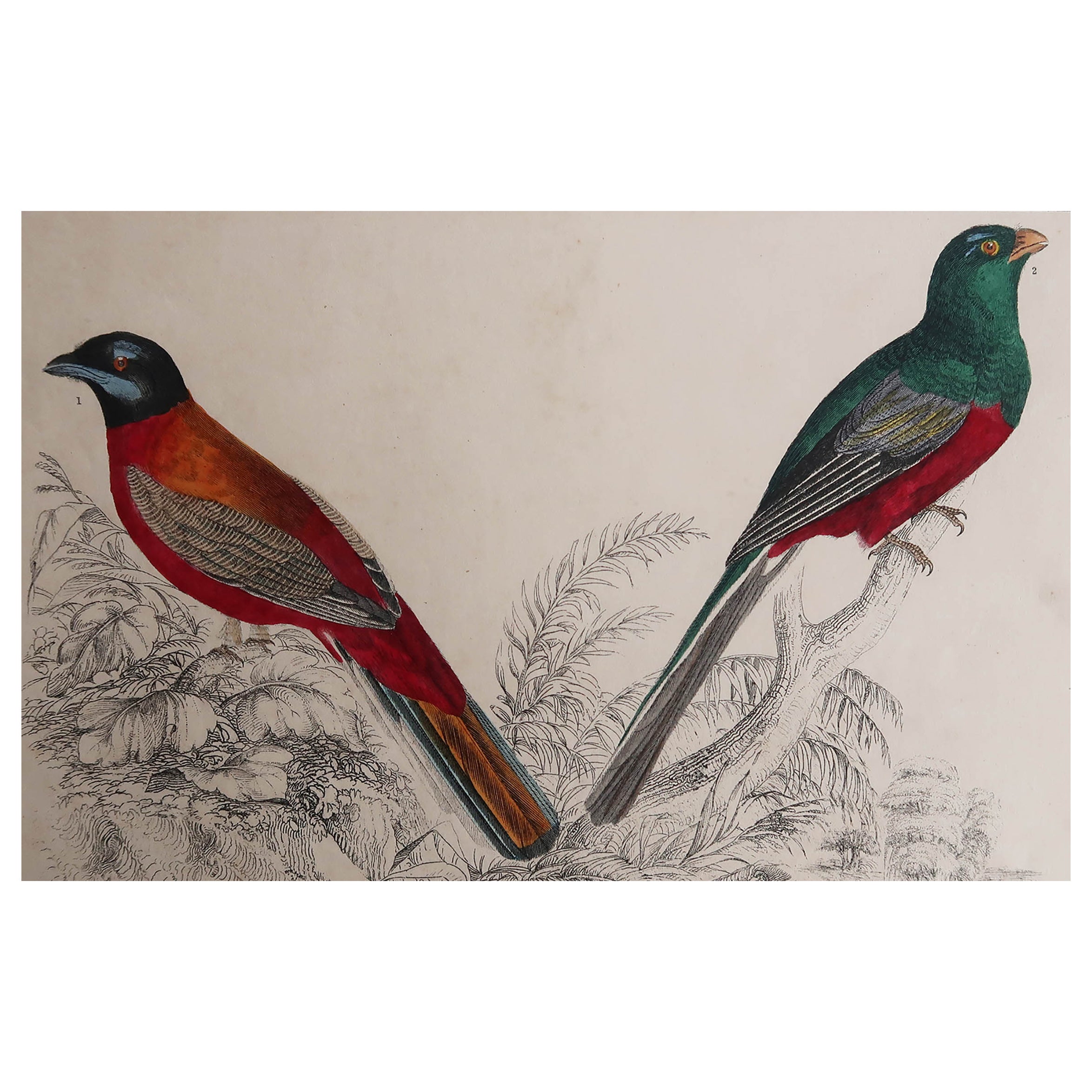 Original Antique Print of Trogons, 1847 'Unframed' For Sale