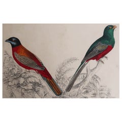 Impression originale ancienne de Trogons, 1847, non encadrée