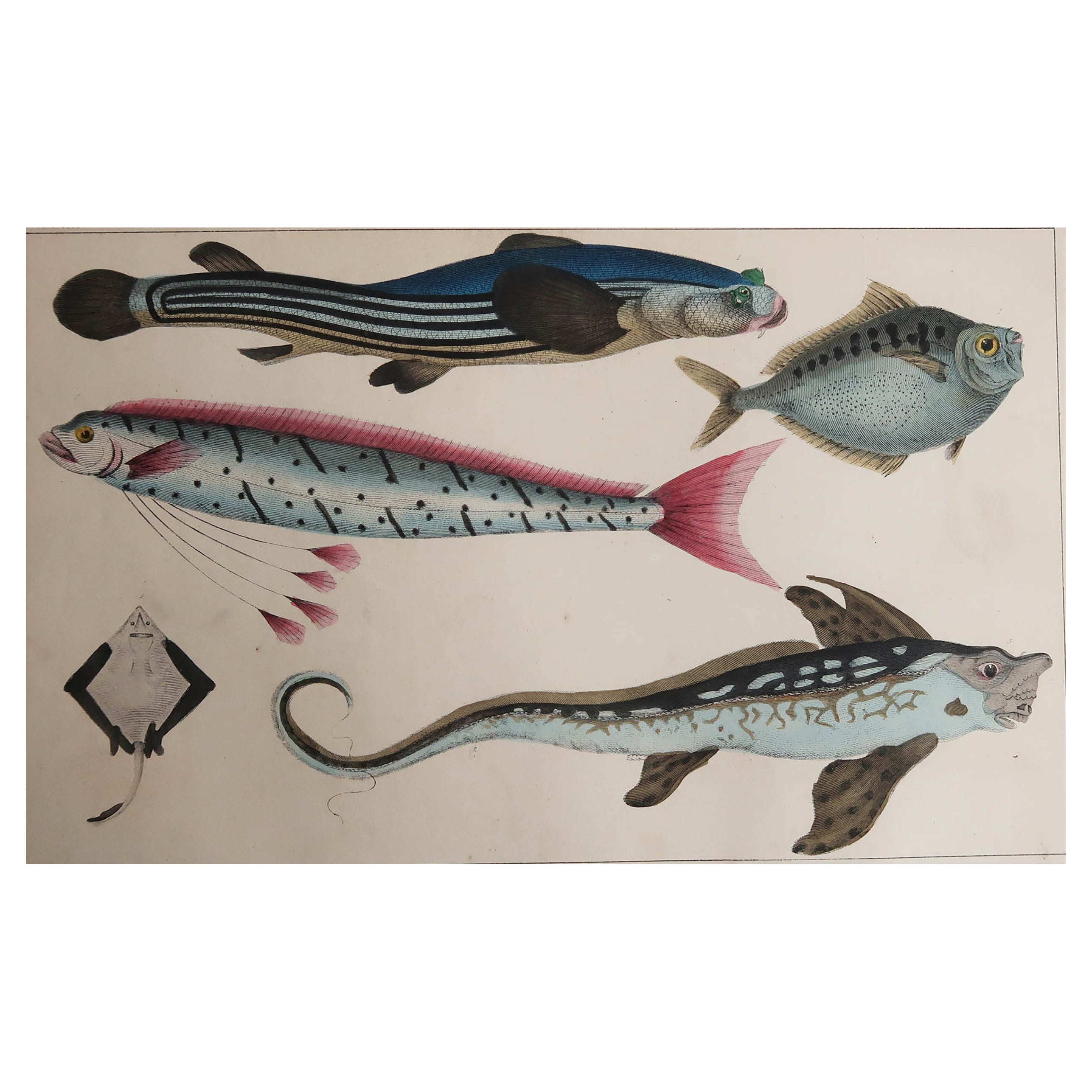 Original Antique Print of Fish, 1847 Unframed