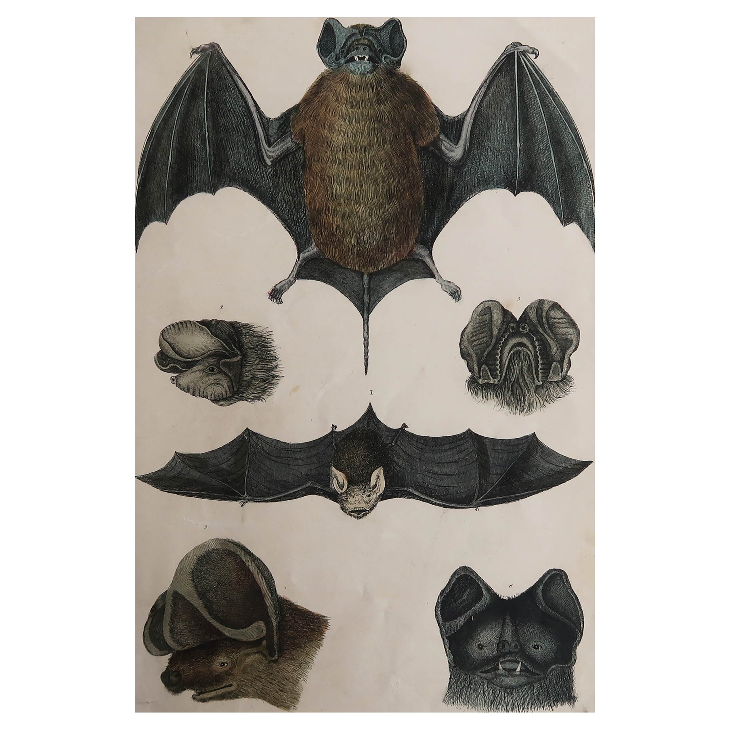 Original Antique Print of A Bat, 1847 'Unframed'2