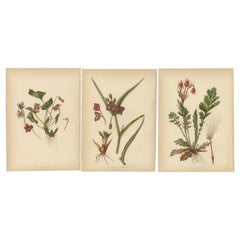 Botanical Elegance: A Triptych of North American Flora, 1879