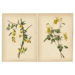 Floral Delights: A Pair of North American Wildflowers, 1879