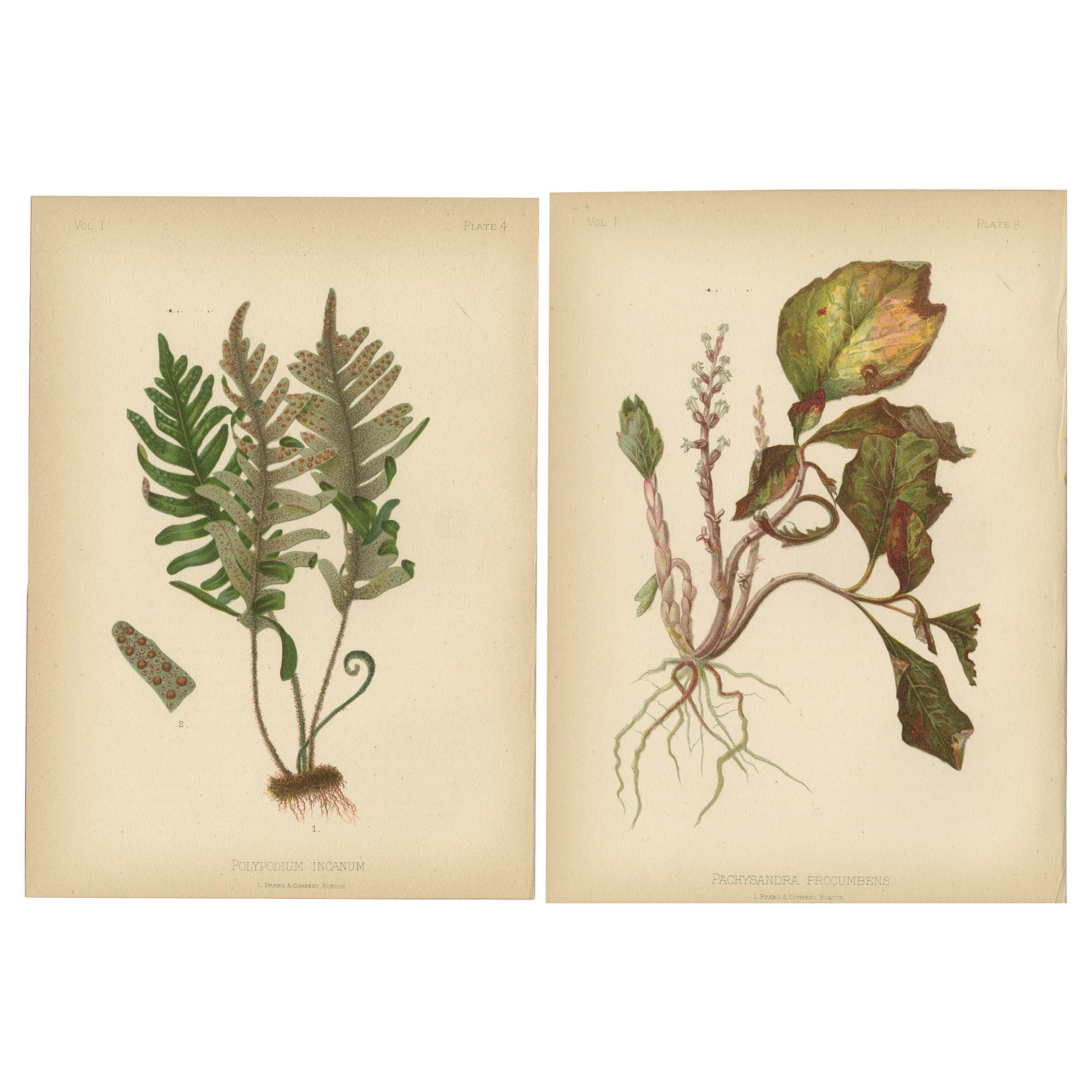 Verdant Splendor: Polypodium and Pachysandra in Botanical Art, 1879