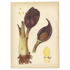 Unfolding Mystery: The Skunk Cabbage (Symplocarpus foetidus), 1879