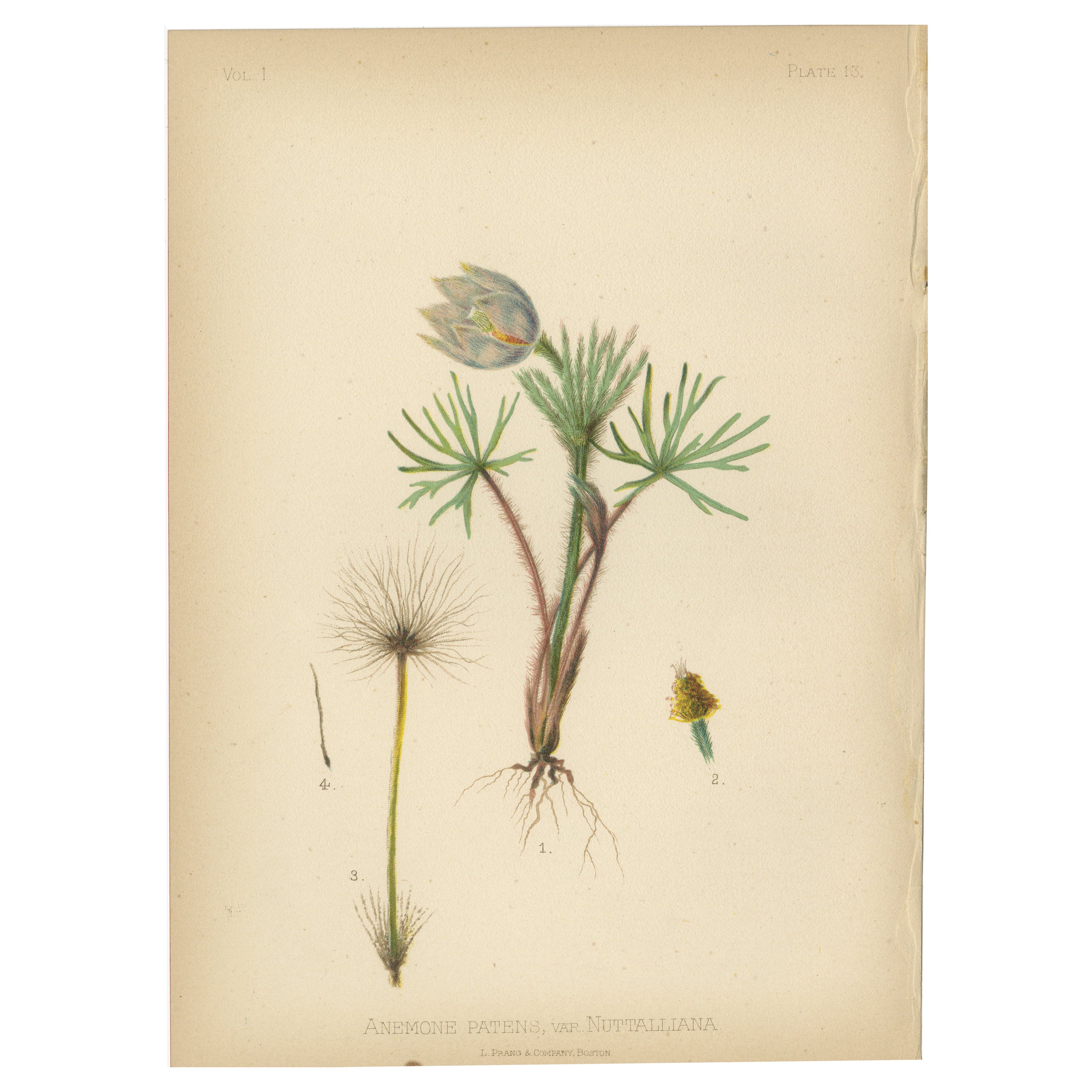 The Prairie Pasqueflower: Anemone Patens, var. Nuttalliana, 1879
