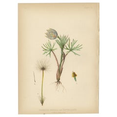 The Prairie Pasqueflower: Anemone Patens, var. Nuttalliana, 1879