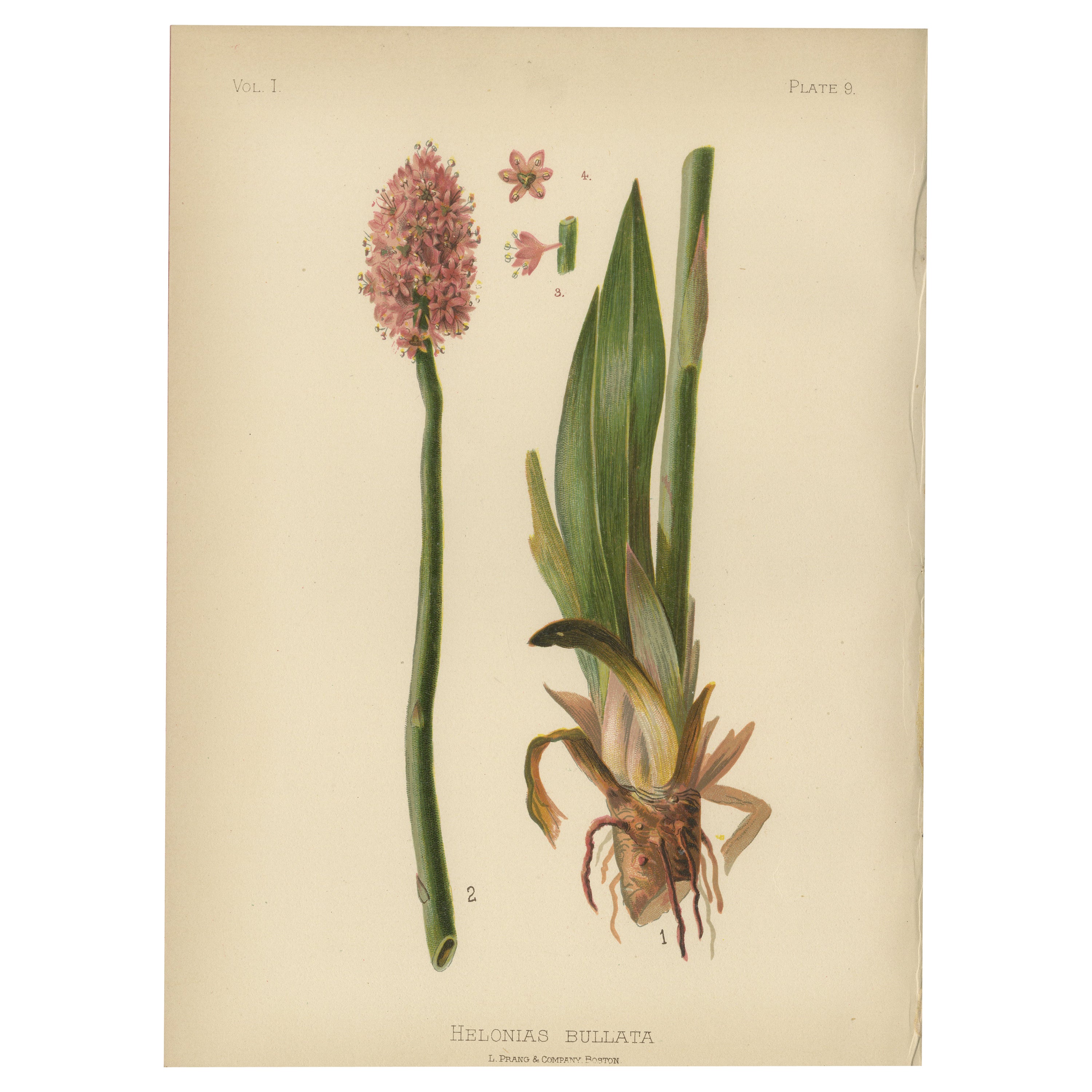 Swamp Pink Splendor: Helonias bullata, 1879