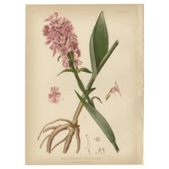 Antique Fringed Elegance: The Platanthera Fimbriata Orchid, 1879