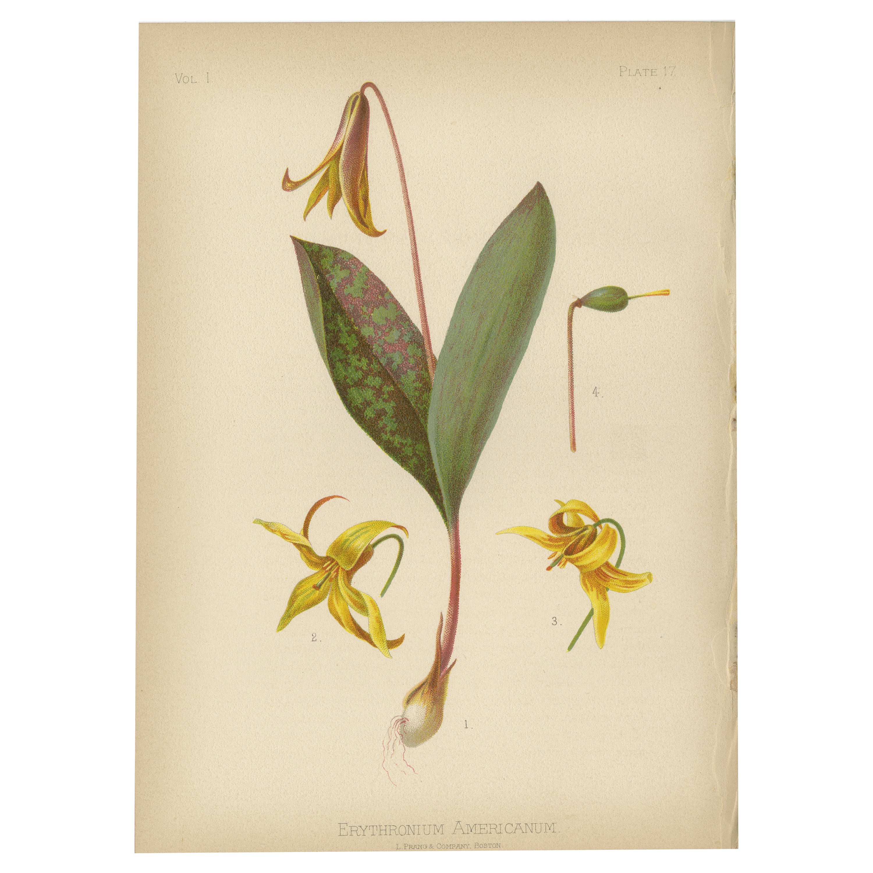 Woodland Grace: Erythronium Americanum, 1879