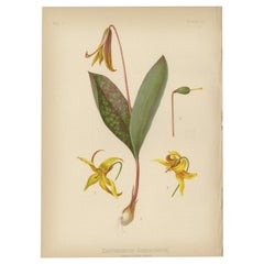 Woodland Grace: Erythronium Americanum, 1879