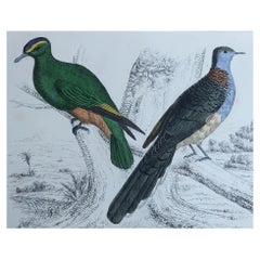Impression ancienne originale de Pigeons, 1847, non encadrée