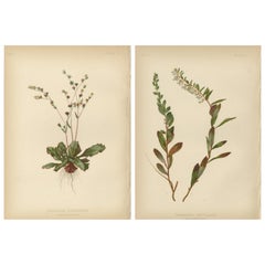 Botanical Illustrations of North American Flora, 1879