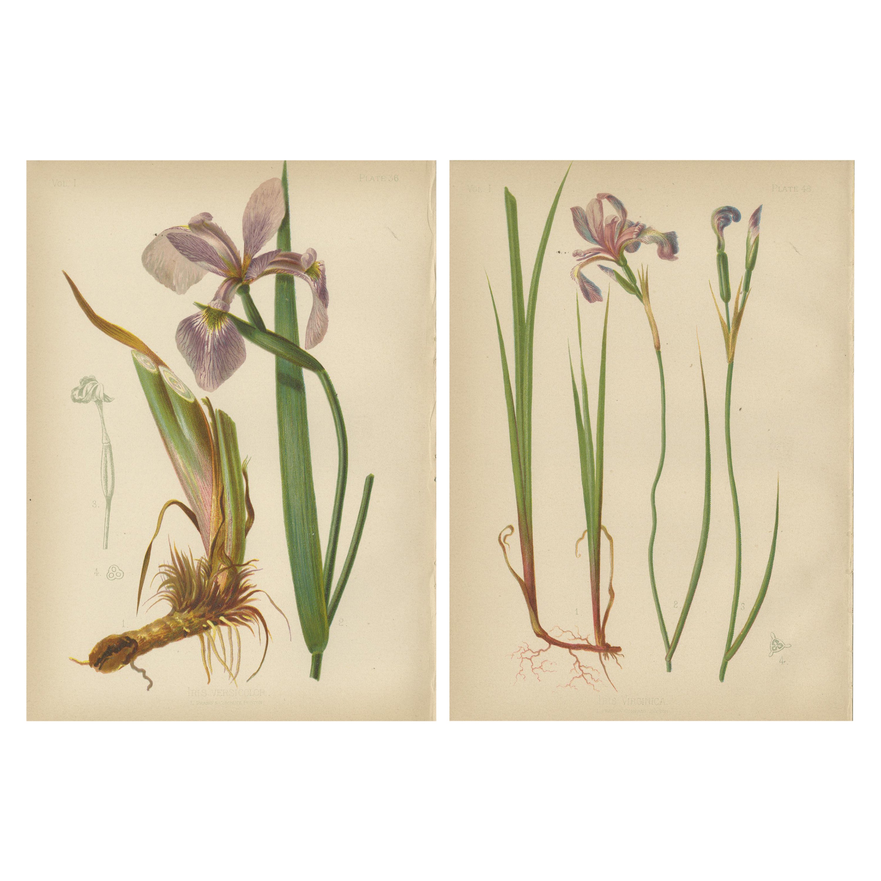 Elegance of the American Iris: Botanical Illustrations by Thomas Meehan, 1879 For Sale