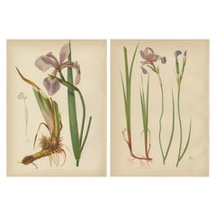 Elegance de l'iris d'Amérique : Illustrations botaniques de Thomas Meehan, 1879