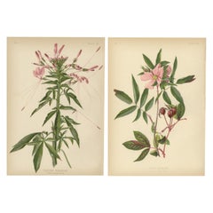Vintage Flora: Cleome and Rosa Carolina, 1879