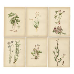 Antique Botanical Tapestry: A Mosaic of 19th Century American Flora, 1879