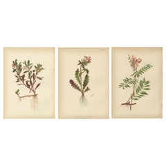 Botanical Harmony: A Triptych of Native American Flora, 1879