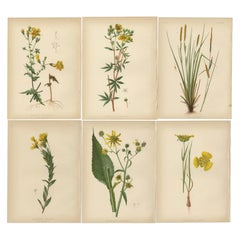 Botanical Elegance: A Vintage Collection of North American Flora, 1879
