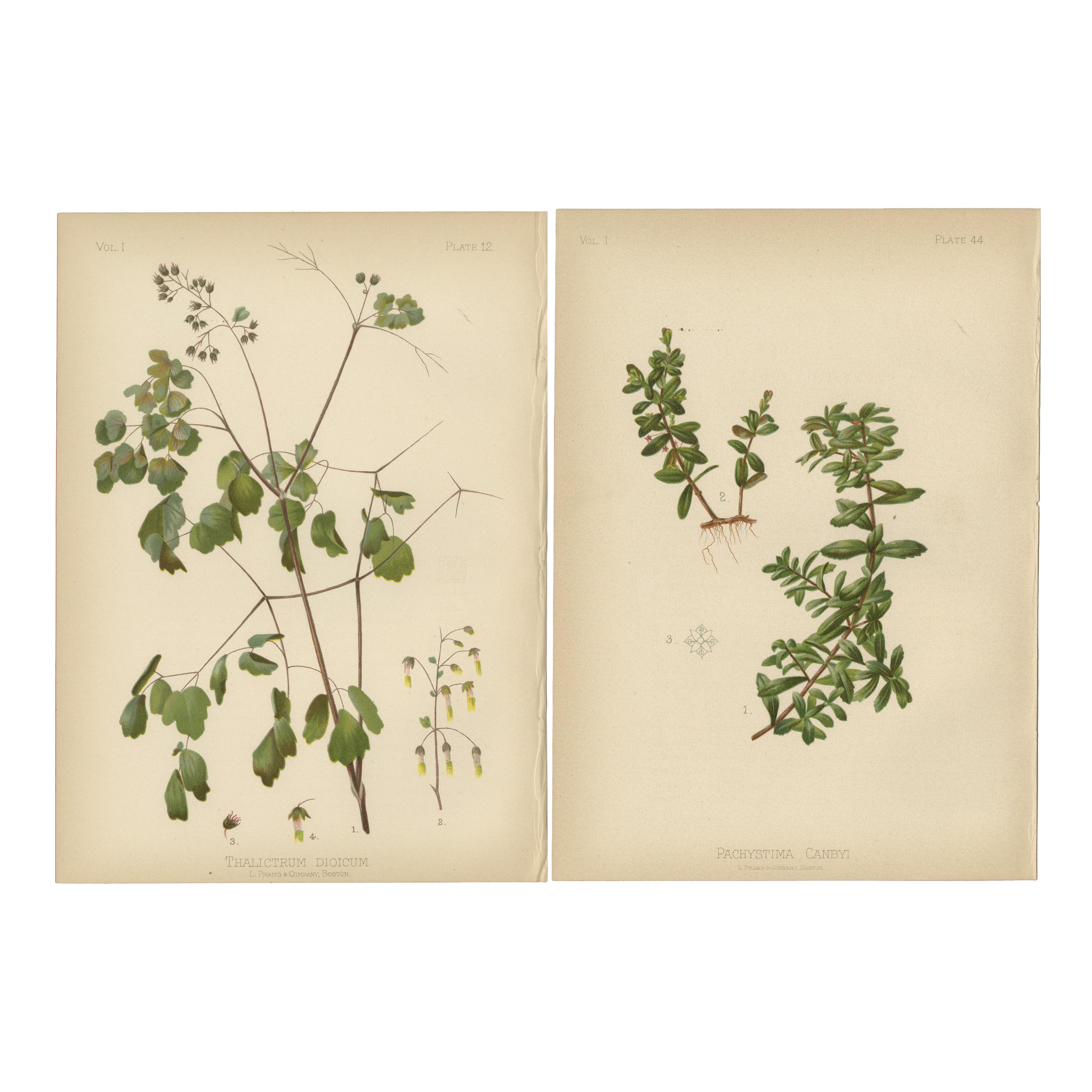 Harmony in Flora: Thalictrum Dioicum and Pachystima Canbyi Side by Side, 1879