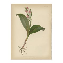 Elegant Showy Orchis: The Grace of Orchis Spectabilis, 1879