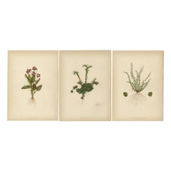 Trio of Nature's Delicacy: Viola, Sedum, and Asplenium, 1879