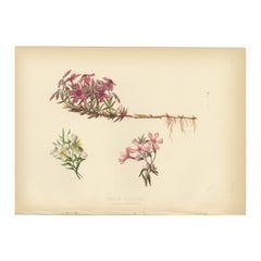 Vibrant Creeping Phlox: The Cascade of Color, Published in 1879