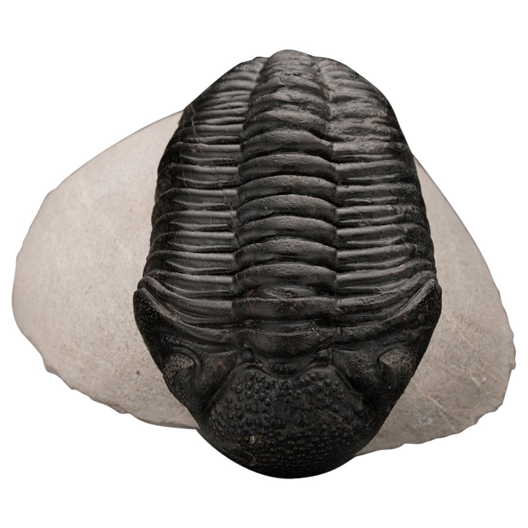 Drotops Megalomaniacus Trilobite Fossil From Morocco // 264 Grams