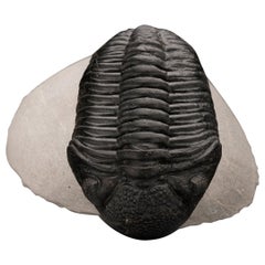 Antique Drotops Megalomaniacus Trilobite Fossil From Morocco // 264 Grams