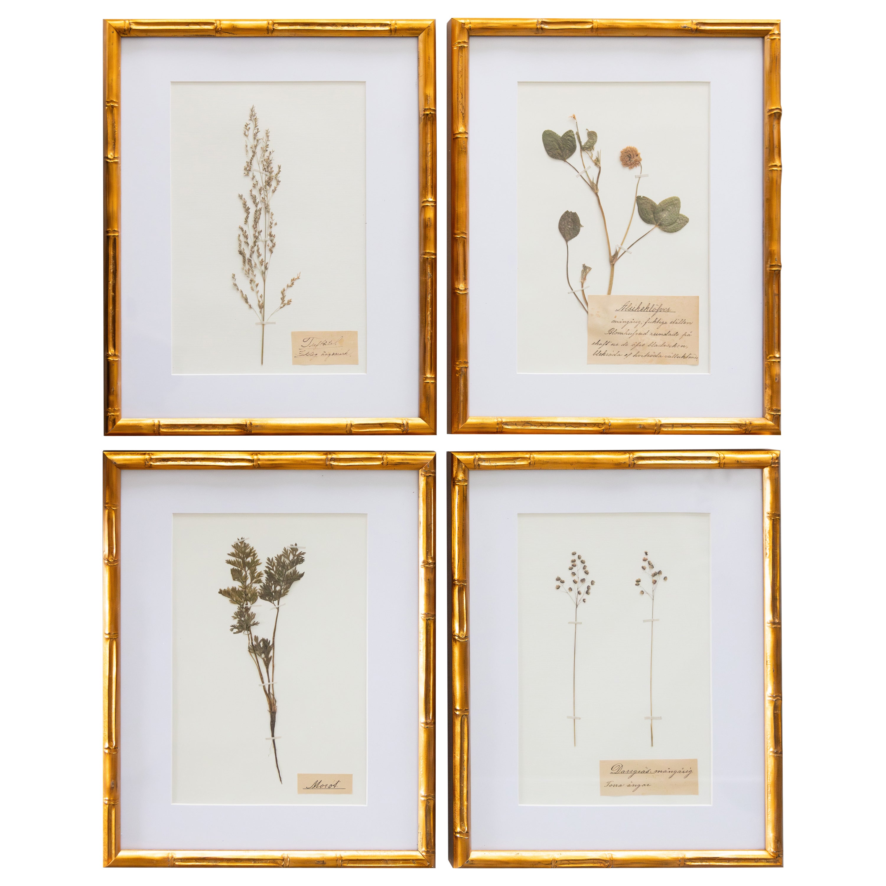 Ensemble de 4 spécimens botaniques d'herbiers suédois anciens encadrés, vers 1890