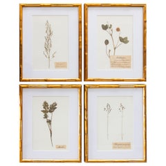 Set of 4 Custom Framed Vintage Swedish Herbarium Botanical Specimens, circa 1890