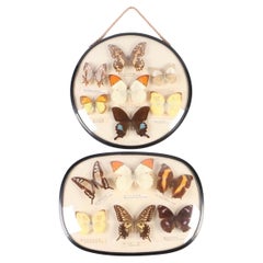 Paar Schmetterlingsexemplare Taxidermie Asiatisches Schwalbenschwanz-Exemplar, gläserne Blume, Vintage