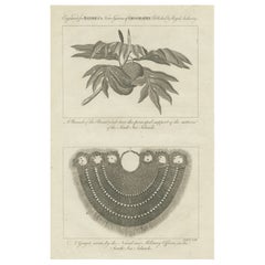 The Breadfruit Tree and Gorget: Symbols of Life and Leadership in the Pacific