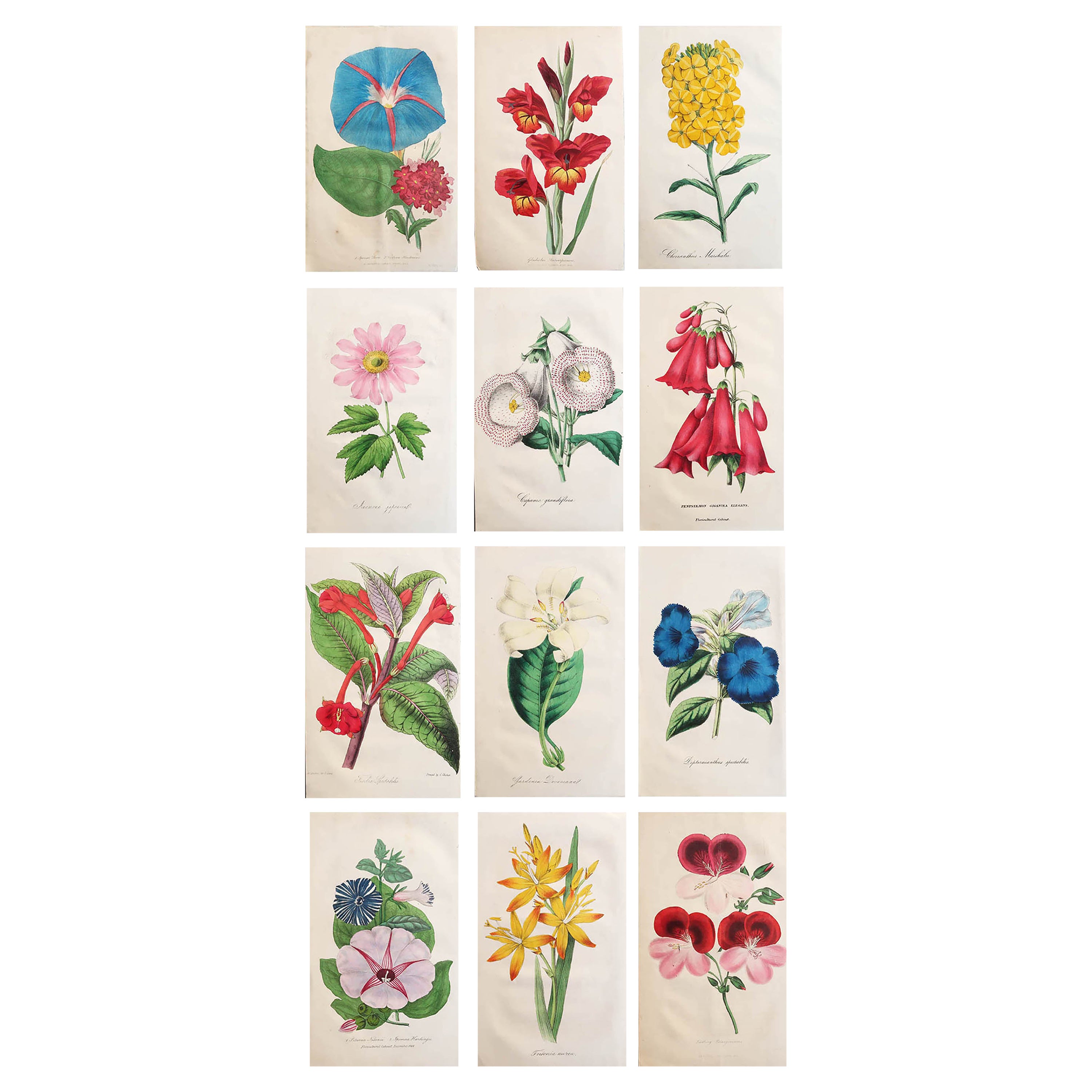Set of 12 Original Antique Botanical Prints, circa 1840