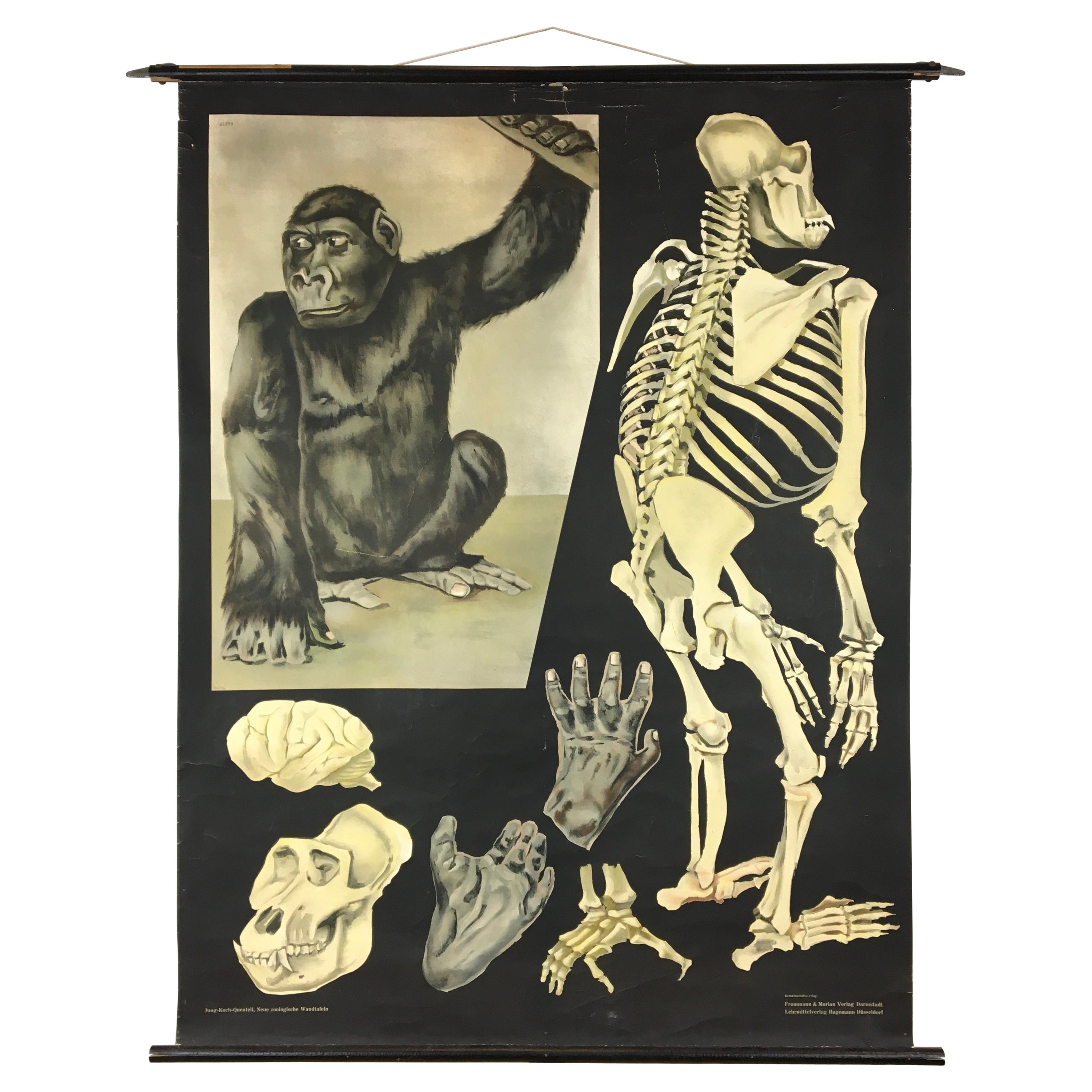 Vintage Gorilla Wall Chart by Jung - Koch - Quentell  For Sale