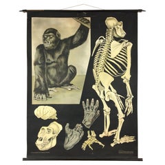 Vintage Gorilla Wall Chart by Jung - Koch - Quentell 