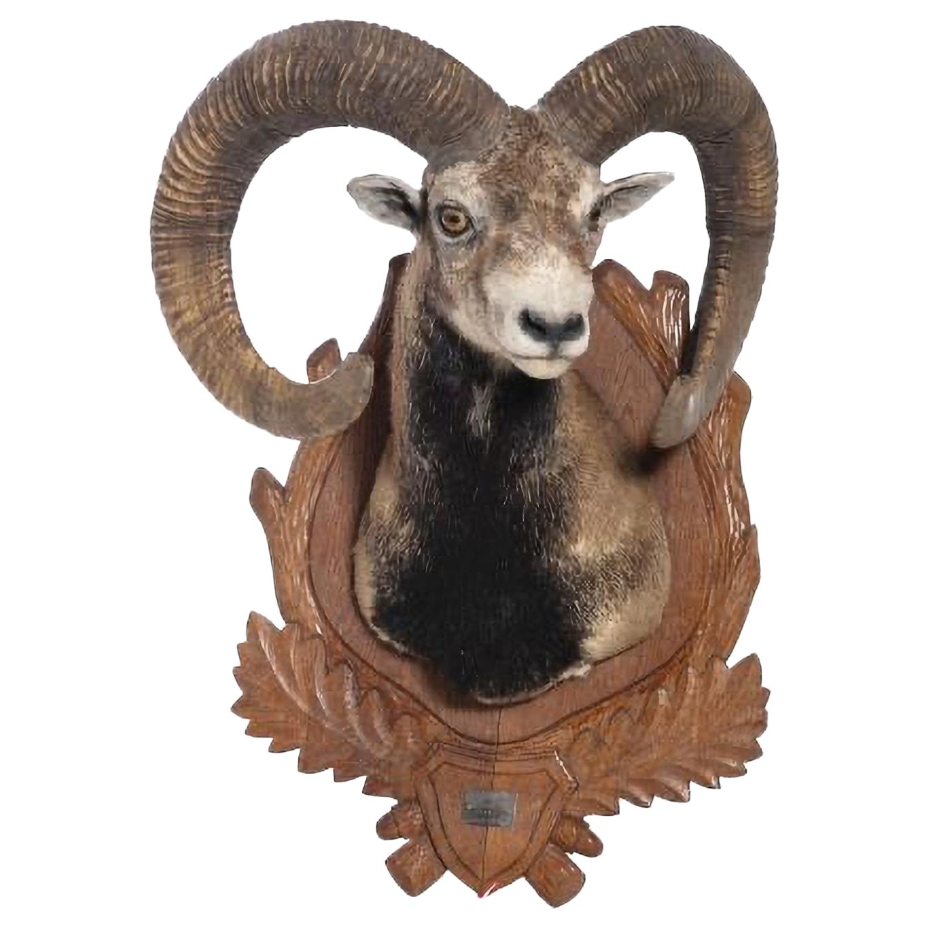 MOUFLON 20th Century HUNTING TROPHY For Sale