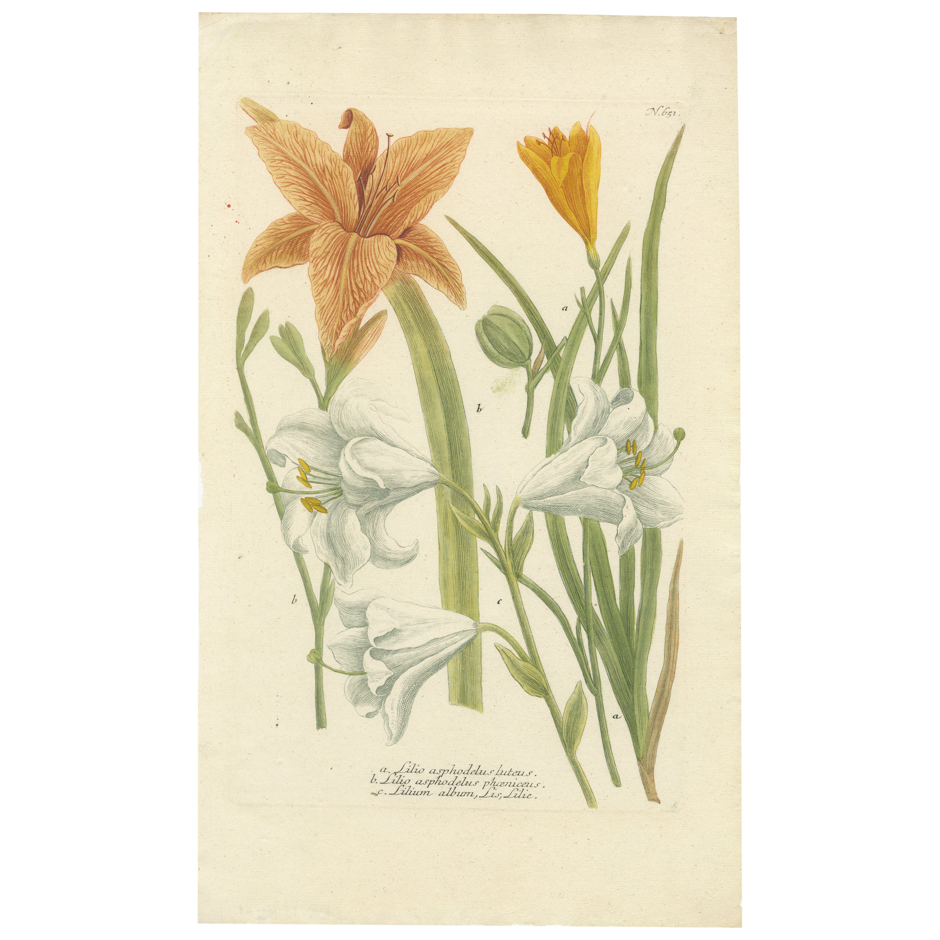 Hand-colored Mezzotint Engraving of a Lily from Johann Weinmann's Work, 1748 For Sale