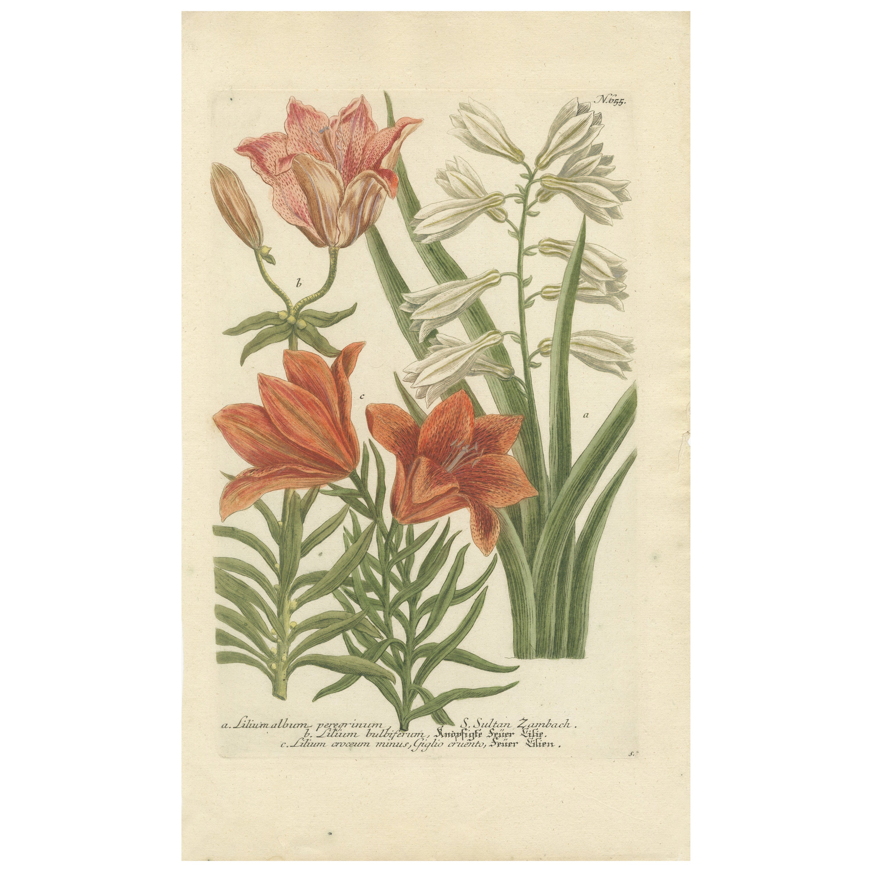 Botanical Elegance: Antique Engravings from Johann Weinmann's Masterpiece, 1748 For Sale