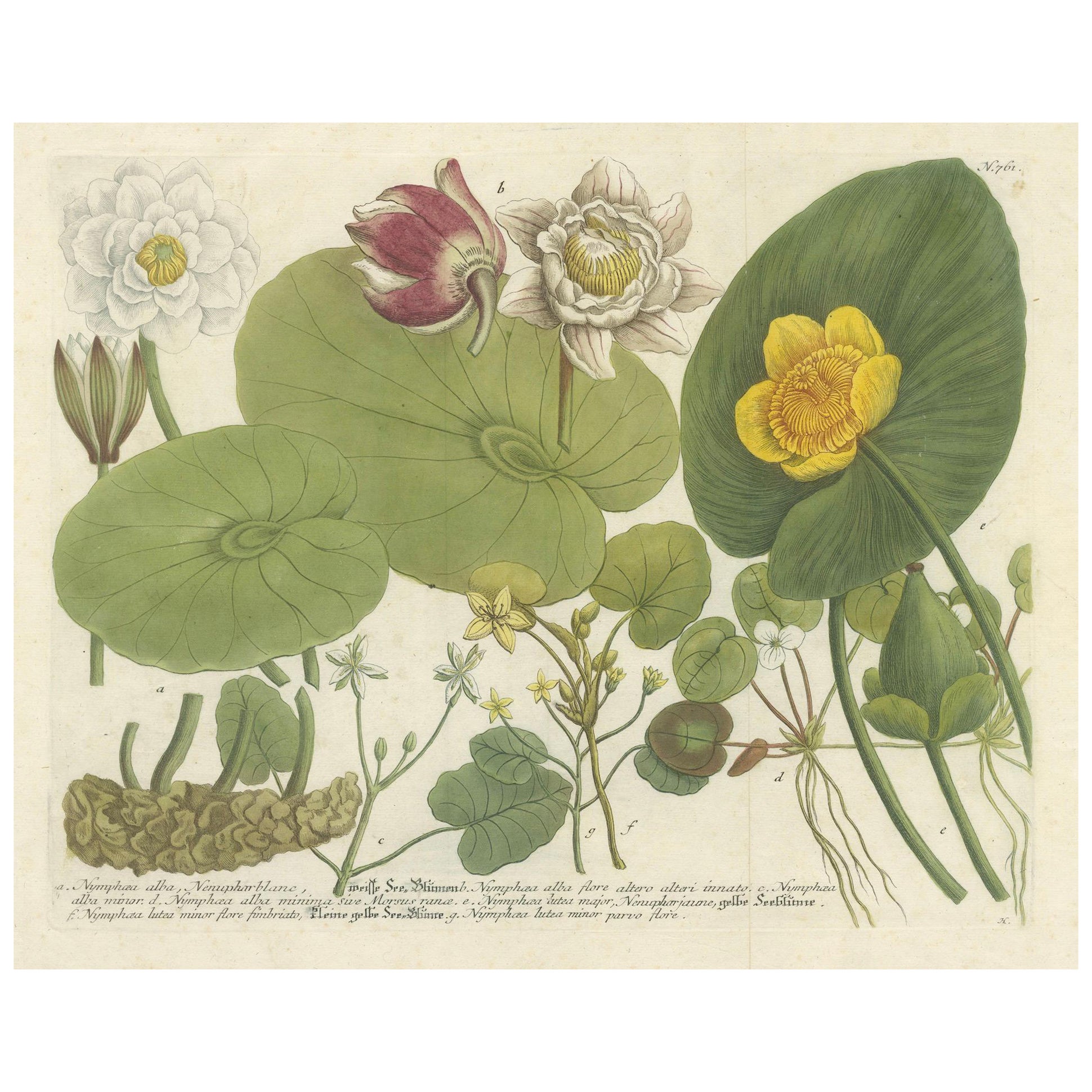 Aquatic Elegance: Water Lilies and Pond Plants in 18th Century Engraving, 1748 For Sale
