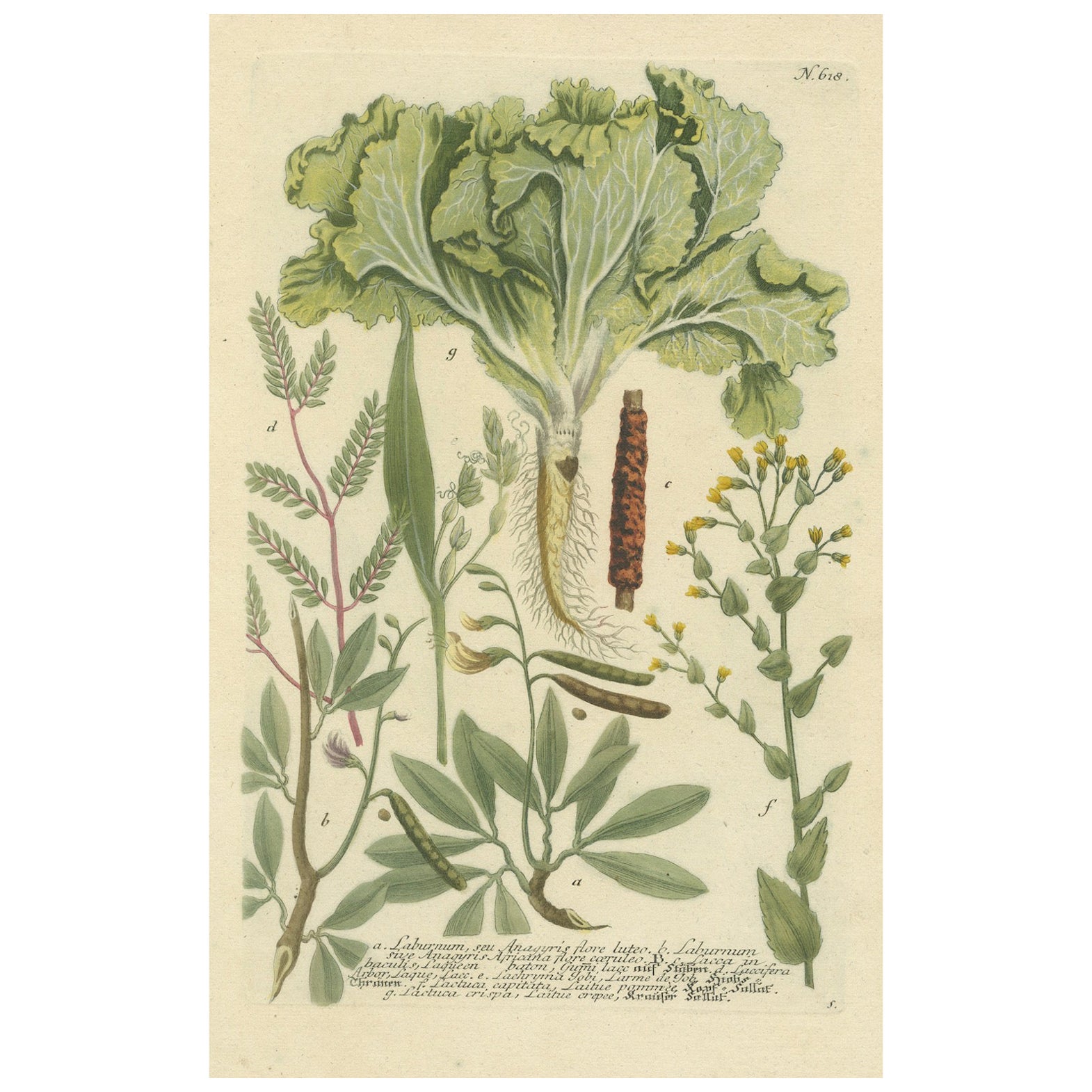 Botanical Splendor: Laburnum and Florae in 18th Century Etching, 1748 For Sale