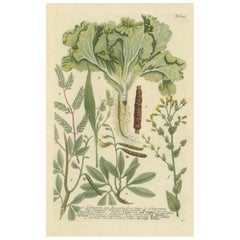 Antique Botanical Splendor: Laburnum and Florae in 18th Century Etching, 1748