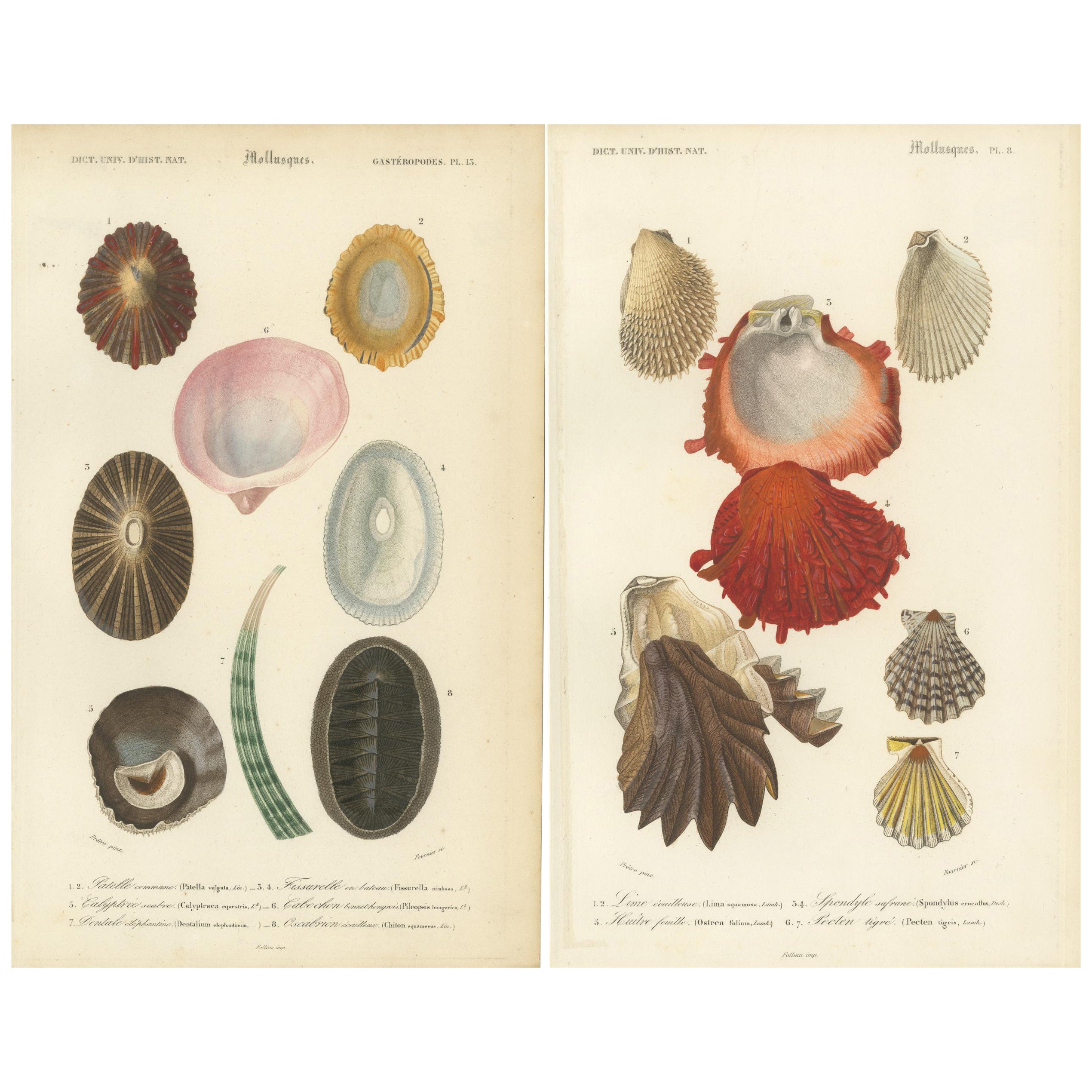 Marin Elegance : Illustrations exquises de mollusques du 19e siècle coloriées à la main en vente