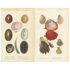 Vintage Marine Elegance: Exquisite 19th-Century Hand-Colored Mollusk Illustrations