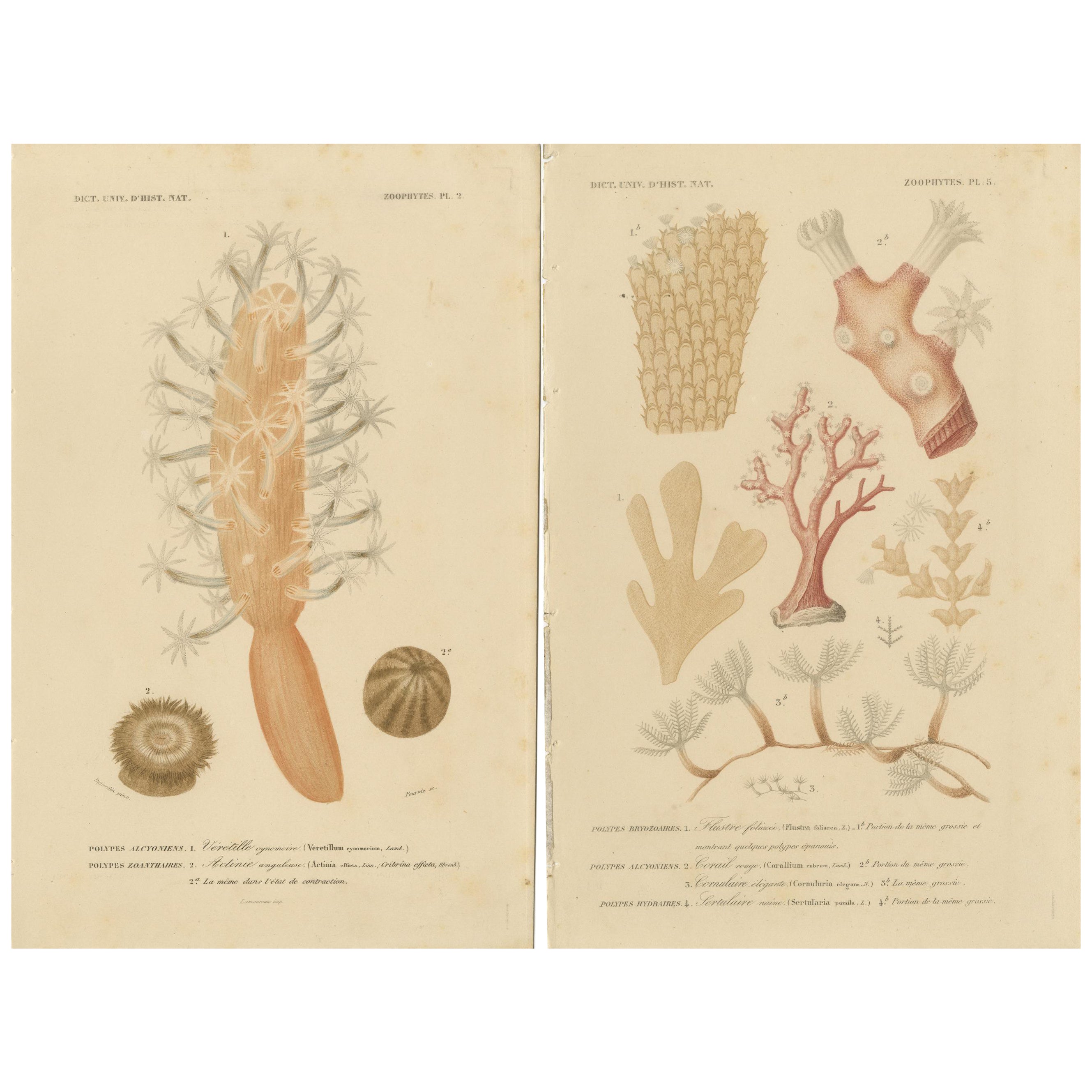 Splendor de la marine : zoophytes colorés à la main du 19e siècle en vente