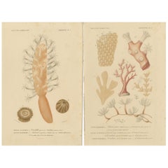 Splendor de la marine : zoophytes colorés à la main du 19e siècle