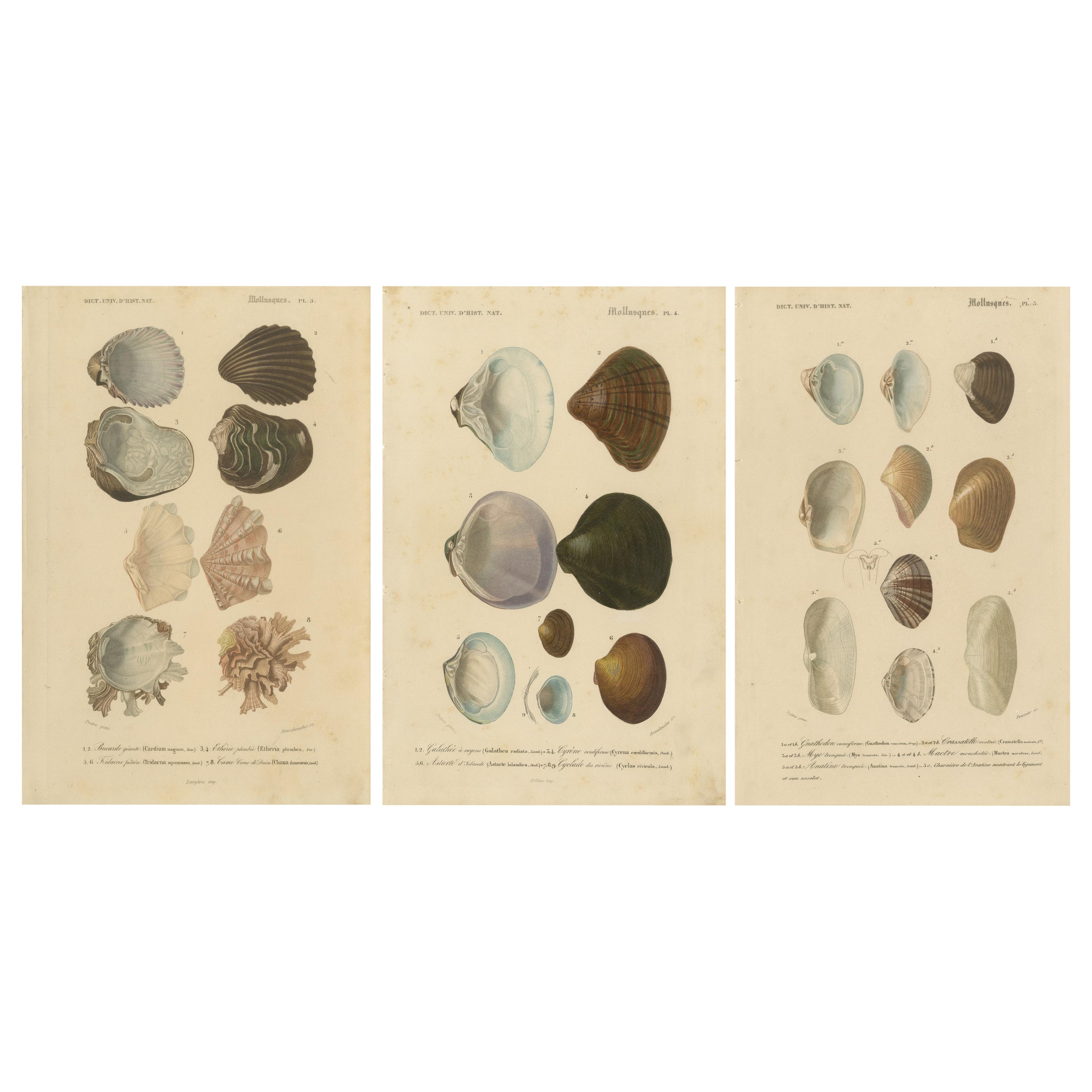 A Treasury of Molluscs: 19th Century Hand-Colored Illustrations For Sale