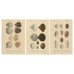 Antique A Treasury of Molluscs: 19th Century Hand-Colored Illustrations