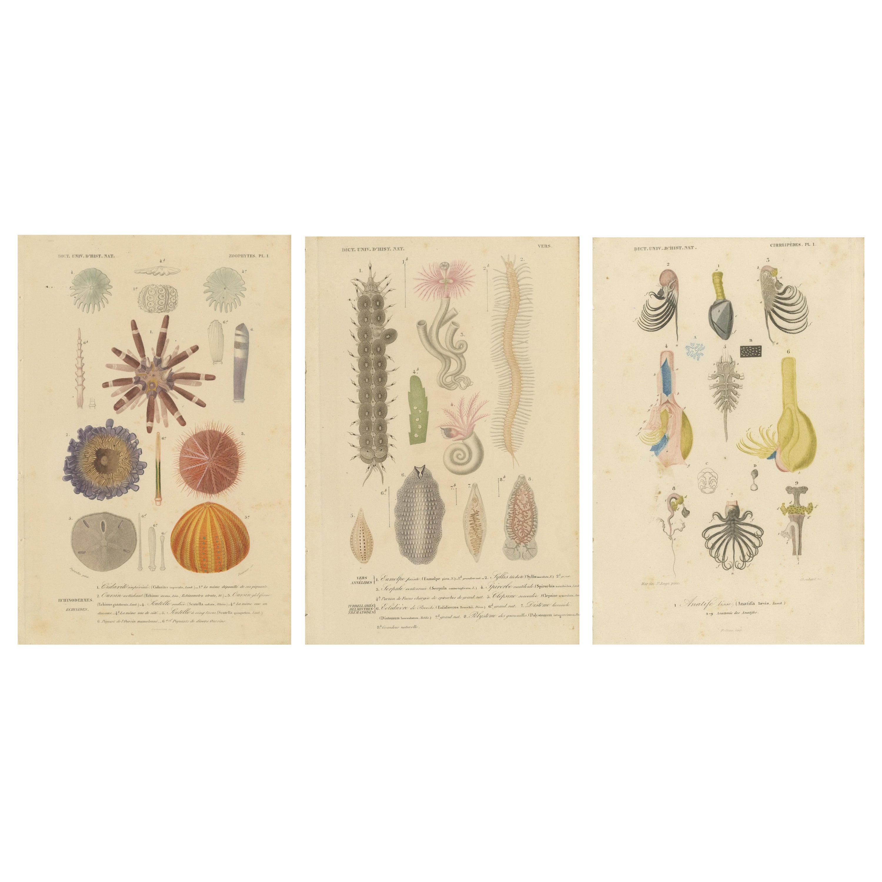 19th Century Marine Life: d'Orbigny's Illustrated Gems in Old Hand-Coloring For Sale