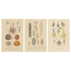 19th Century Marine Life: d'Orbigny's Illustrated Gems in Old Hand-Coloring