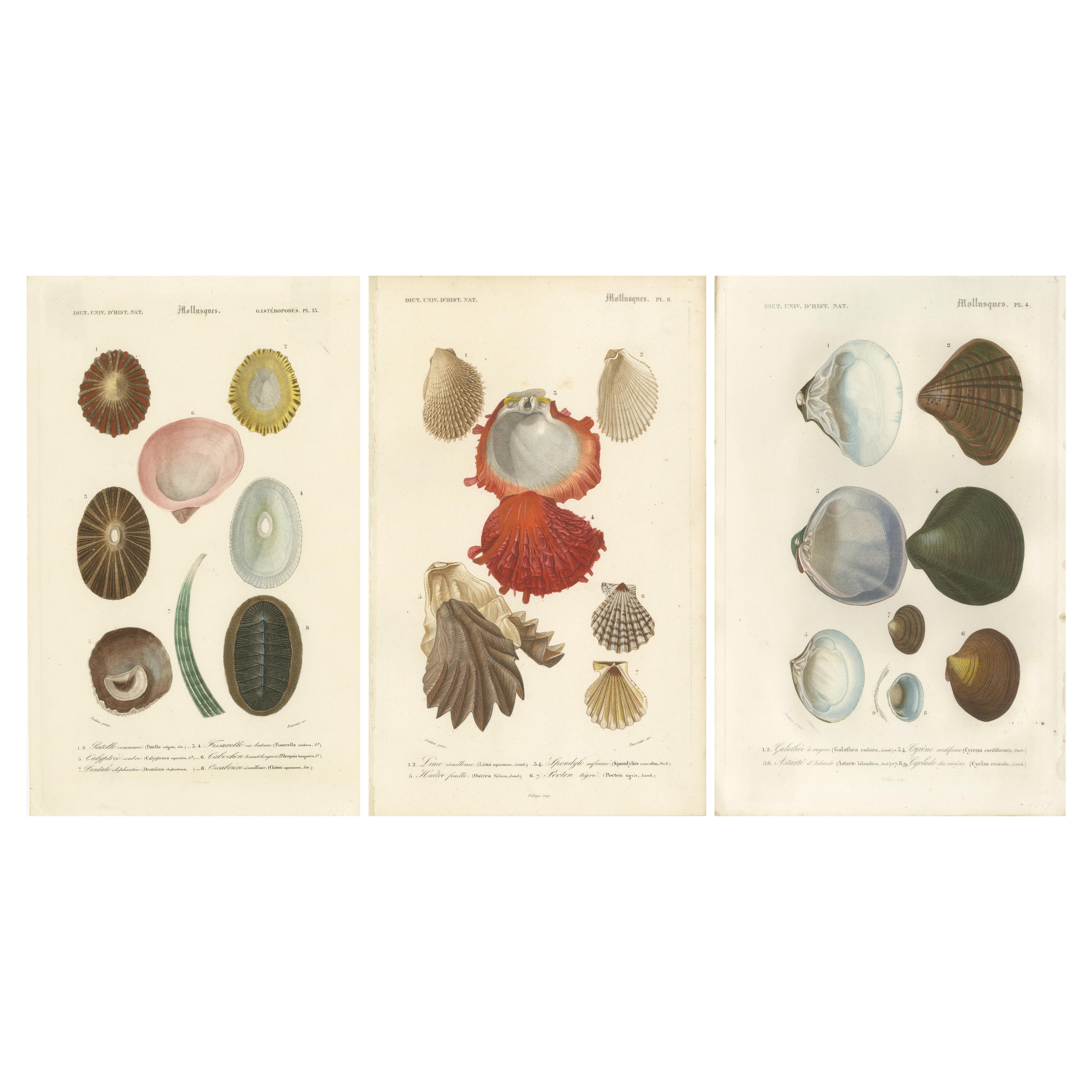 Mollusk Elegance: Original 19th-Century Scientific Illustrations For Sale